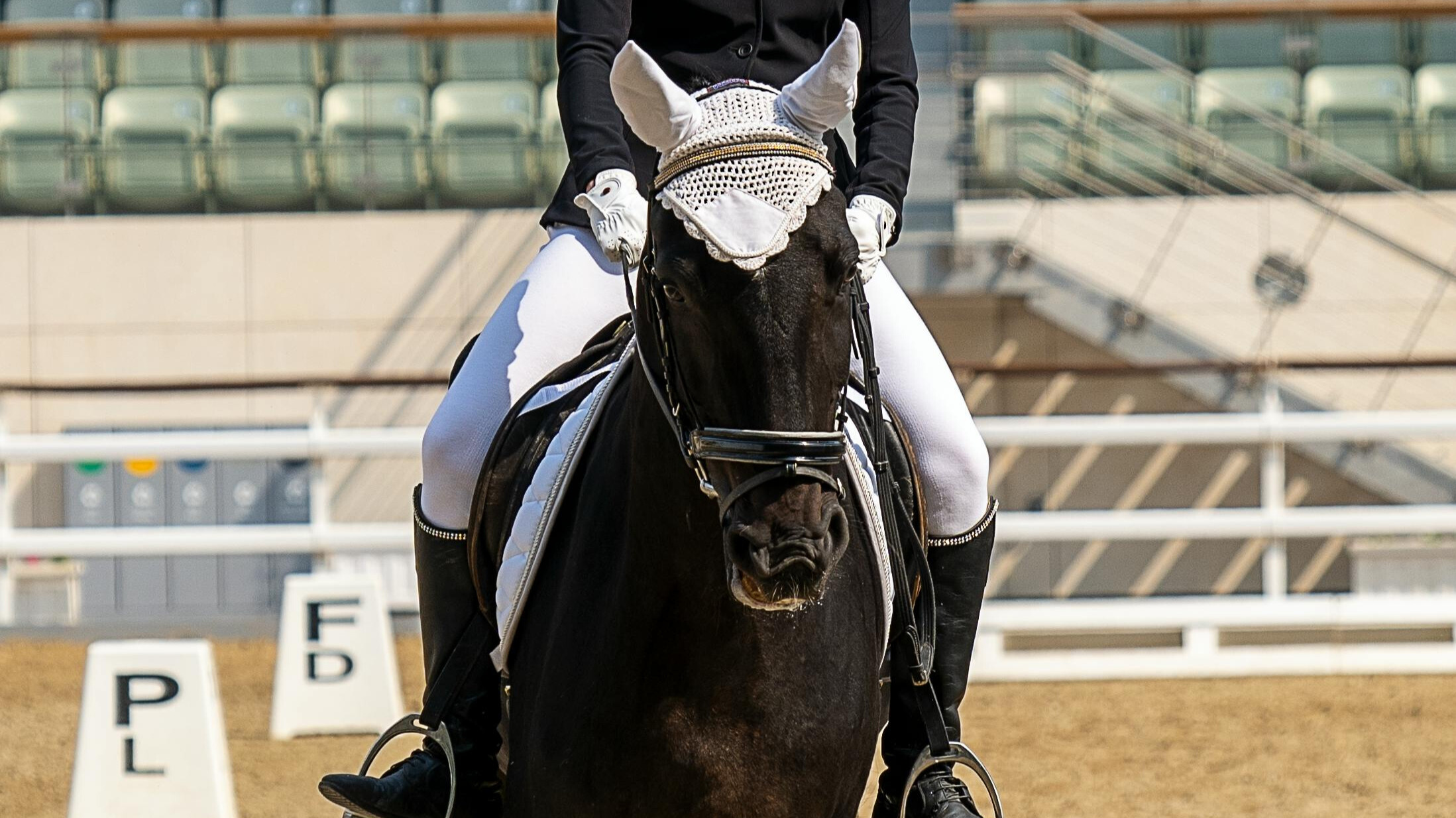 a black horse with white bonnet is being ridden dressage style by a woman in white pants, black coat, and white gloves. The image cute off just above the horses ears and just below the riders feet